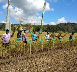 Panen Raya di Wonolagi